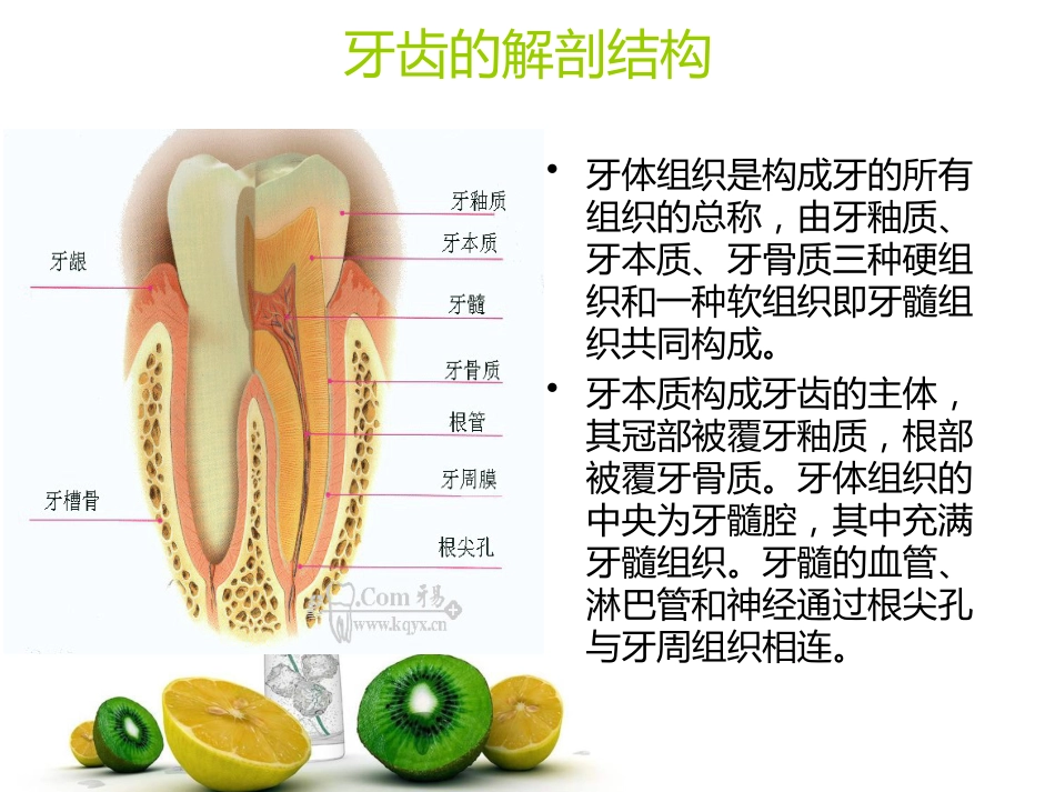 口腔牙齿基本知识_第5页