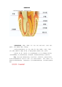 -口腔知识大全