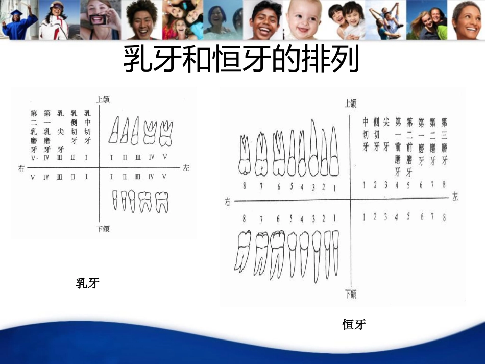 牙齿基础知识_第10页