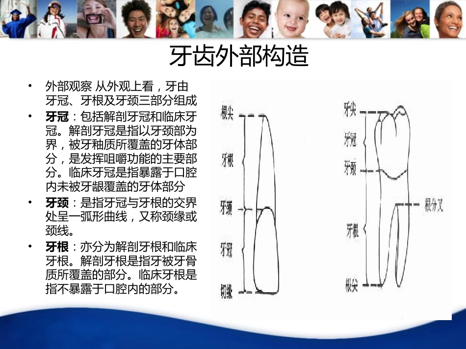 牙齿基础知识_第3页