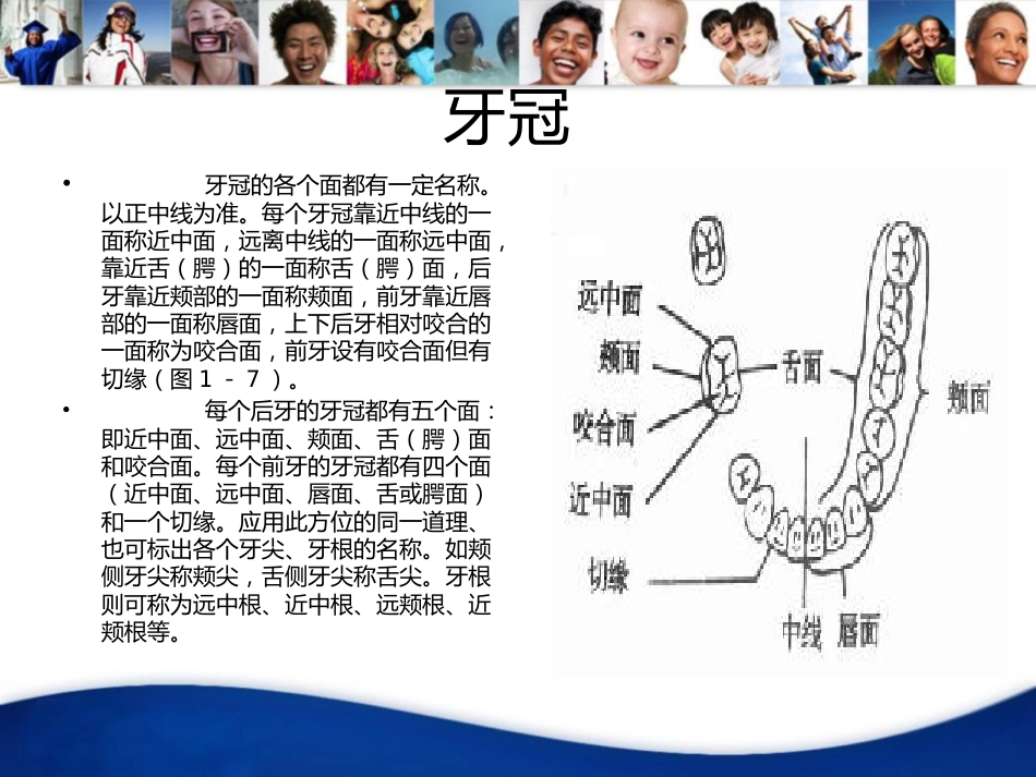牙齿基础知识_第4页