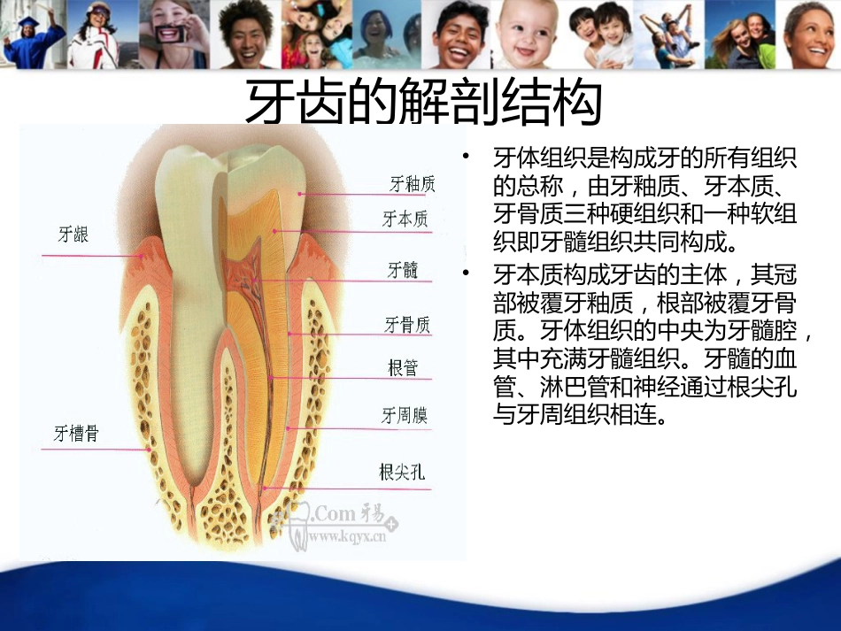 牙齿基础知识_第5页