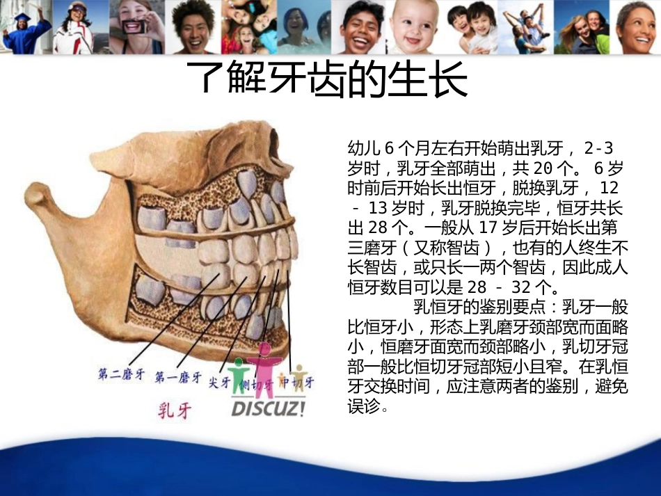 牙齿基础知识_第7页