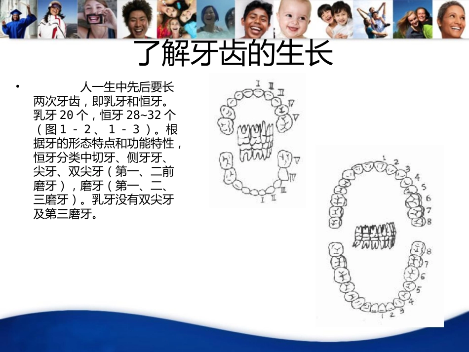 牙齿基础知识_第8页