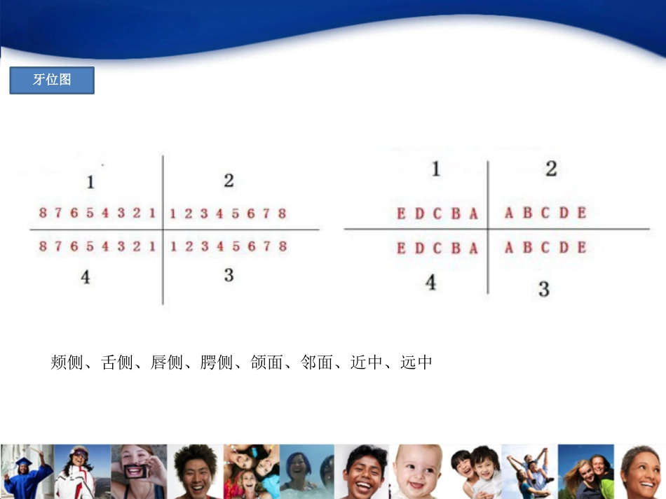 1-口腔基础知识_第6页