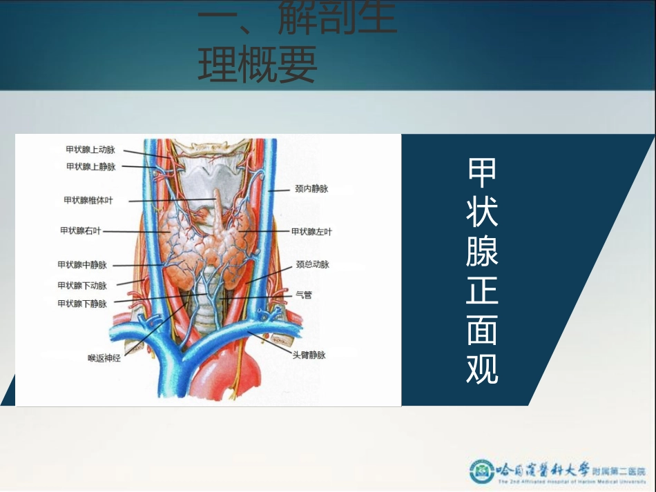 骨科-颈部疾病_第11页