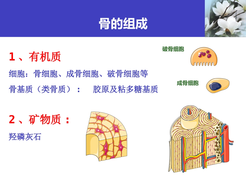 骨质疏松科普知识_第4页