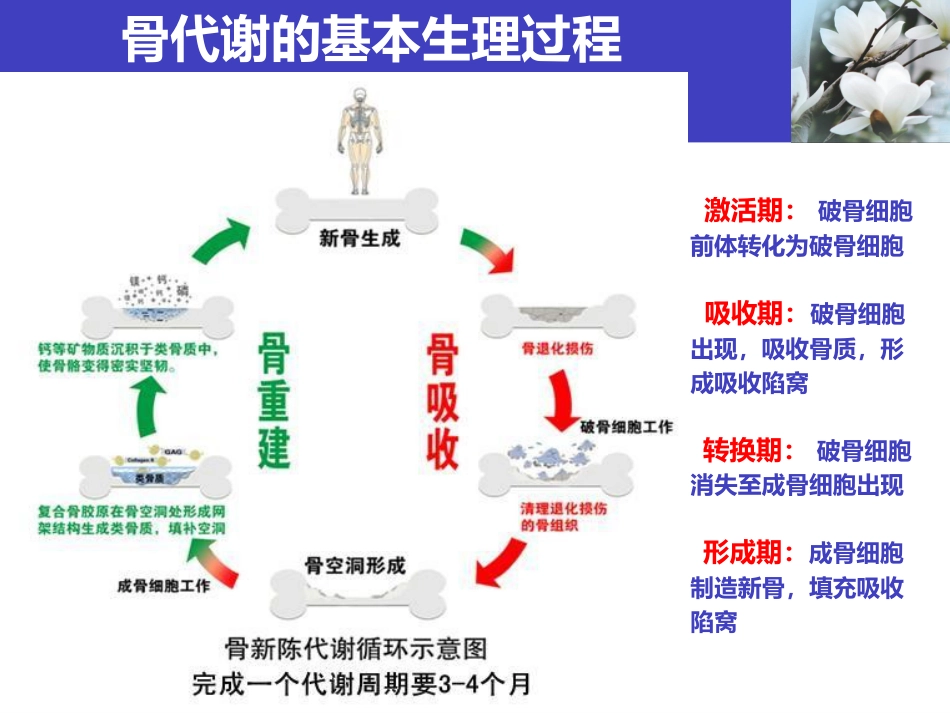 骨质疏松科普知识_第6页