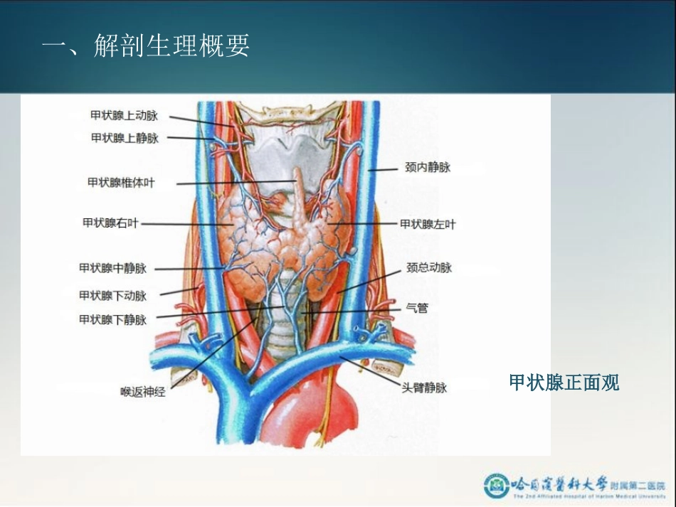 骨科-颈部疾病2_第11页