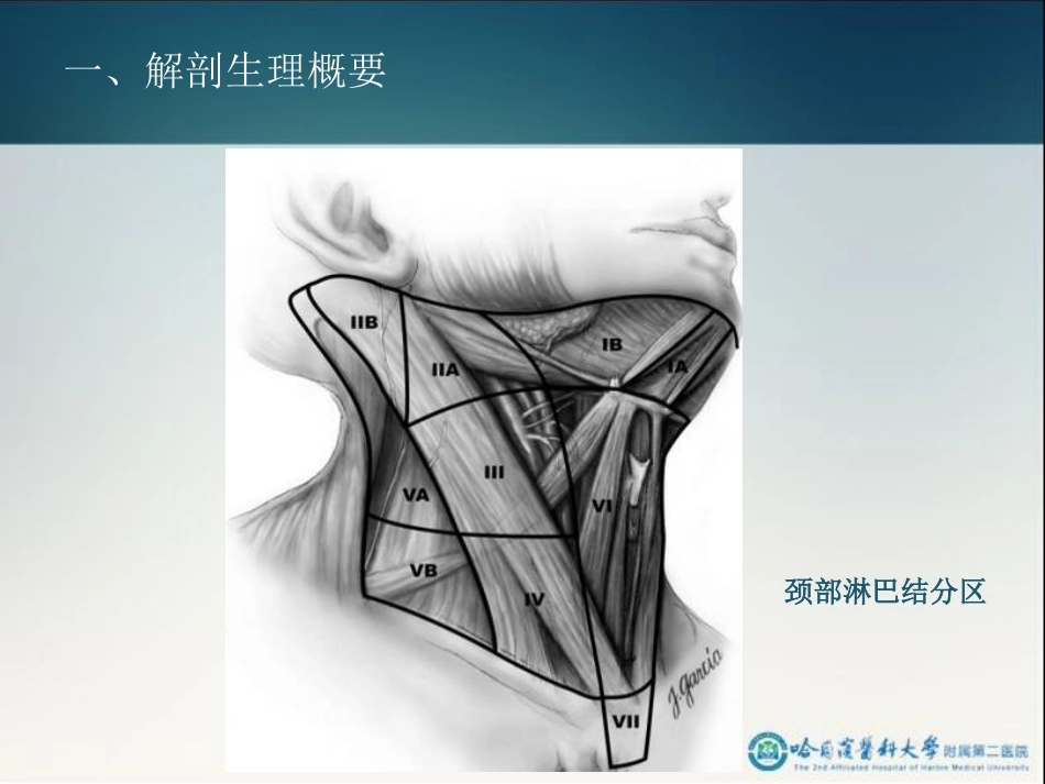 骨科-颈部疾病2_第15页