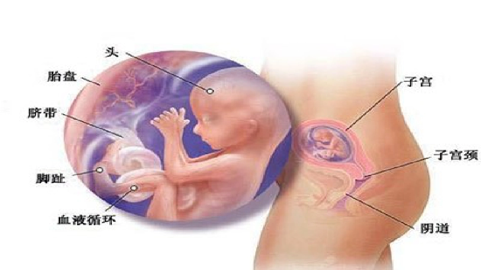 孕期常见身体不适的缓解方法_第5页
