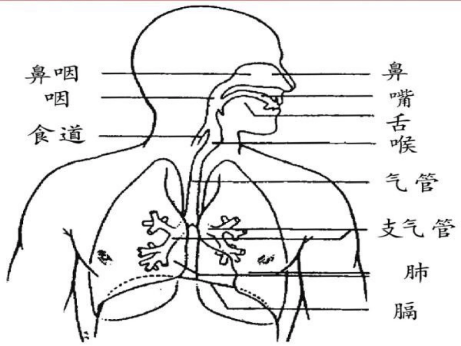 海姆立克急救法_第4页