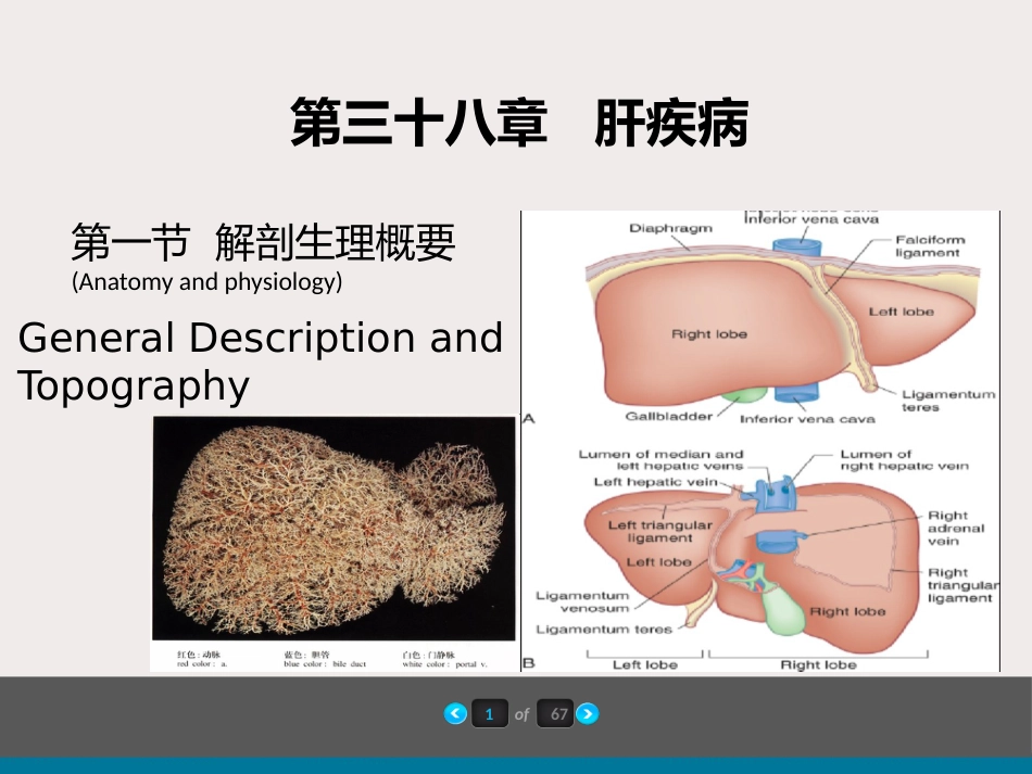 内科-肝疾病及门脉高压_第2页
