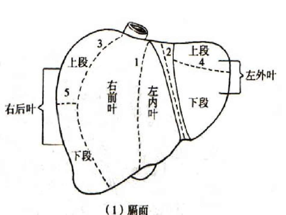 内科-肝疾病_第10页
