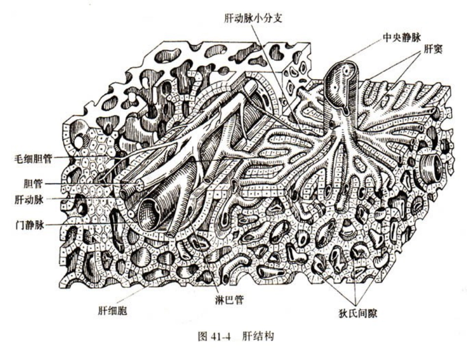 内科-肝疾病_第14页