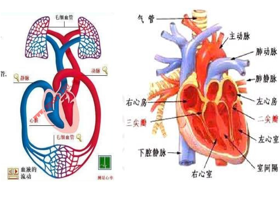 呼吸内科-肺源性心脏病_第3页