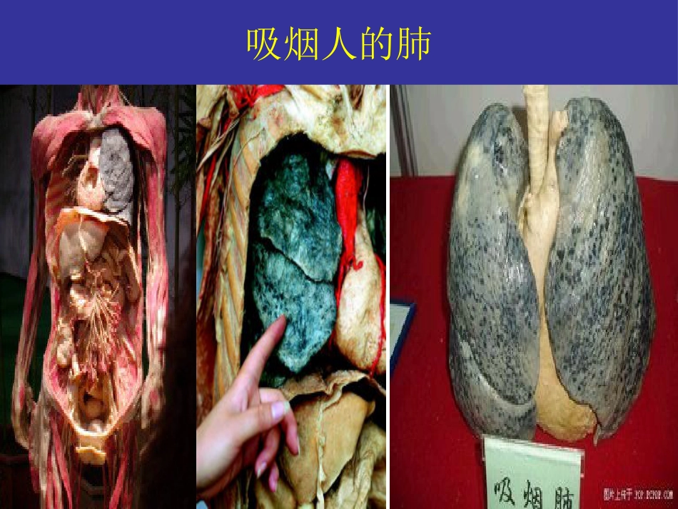 吸烟的危害及如何戒烟_第11页