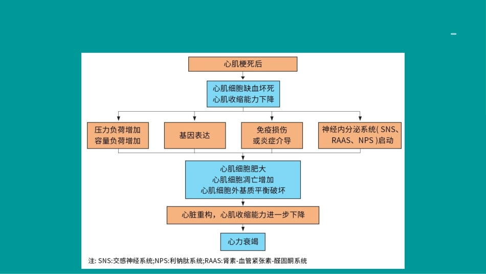 心衰诊断和治疗2024指南ppt（版本2）_第8页