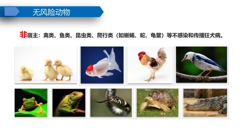 狂犬病及破伤风规范预防_第13页