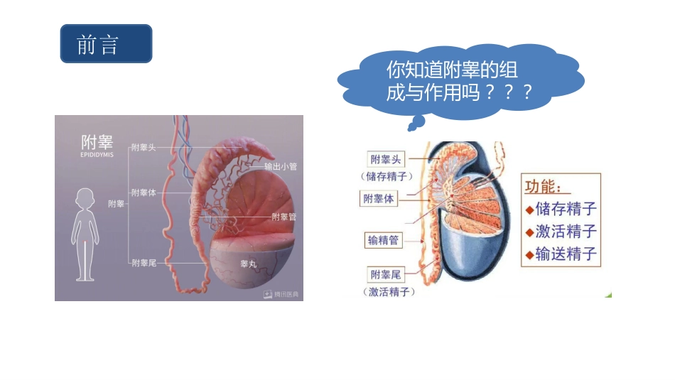 急性附睾炎的护理_第3页
