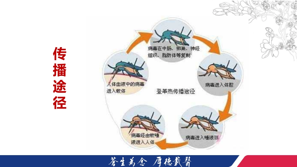 一例登革热合并凝血功能障碍患者的个案护理201907【21页】_第4页