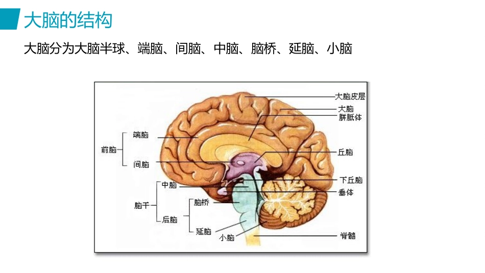 脑出血护理(2)_第5页