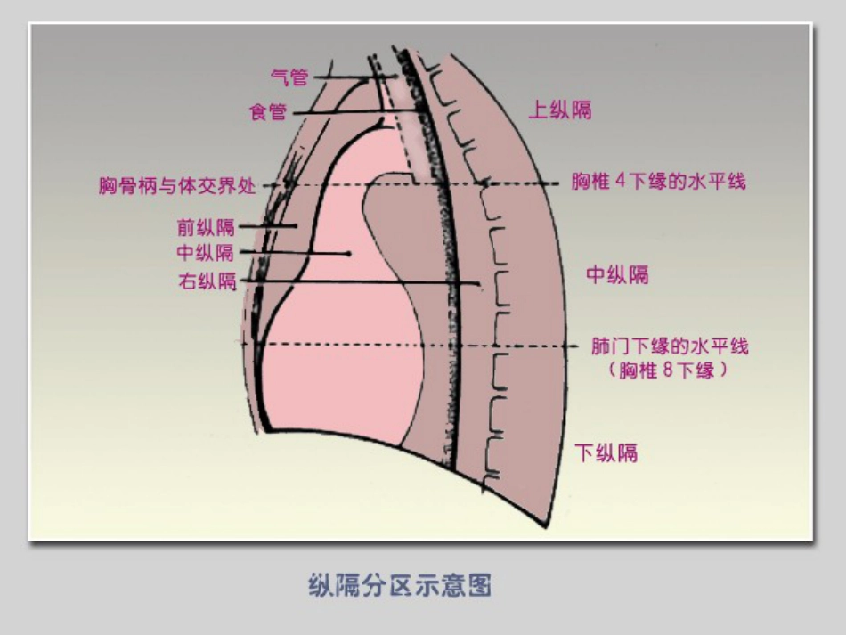 肿瘤科-纵隔肿瘤_第8页