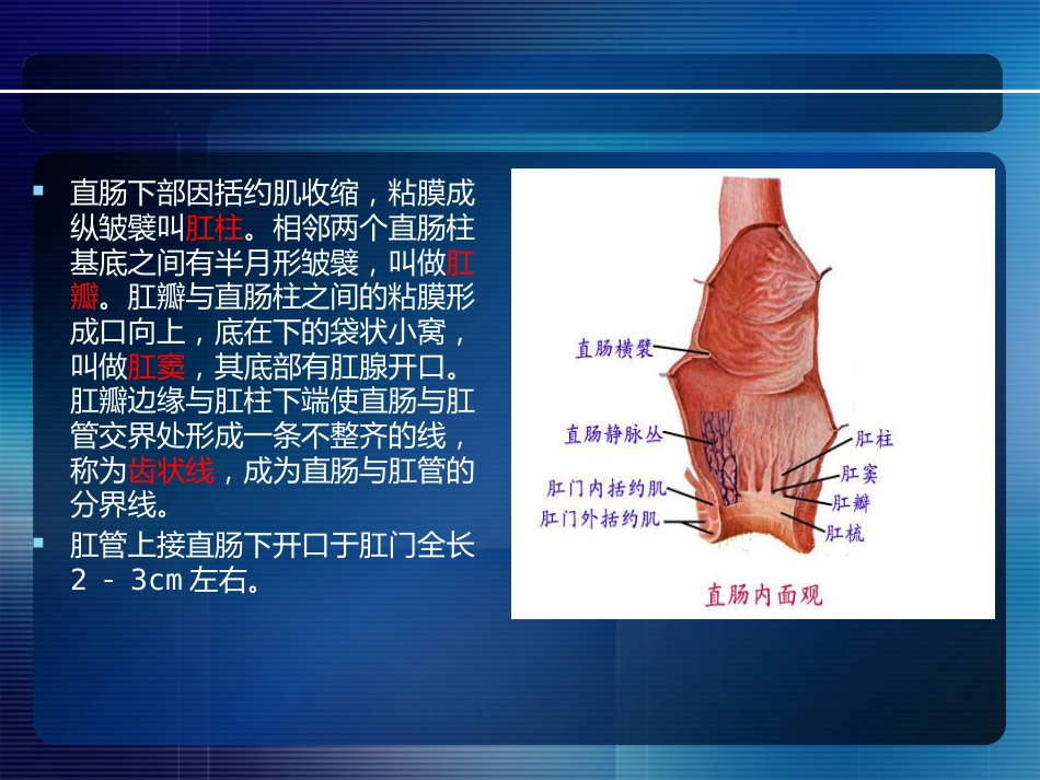 消化内科-直肠肛管疾病_第4页