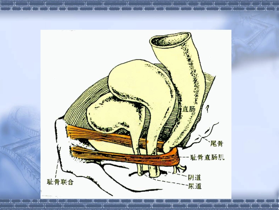 消化科便秘_第13页