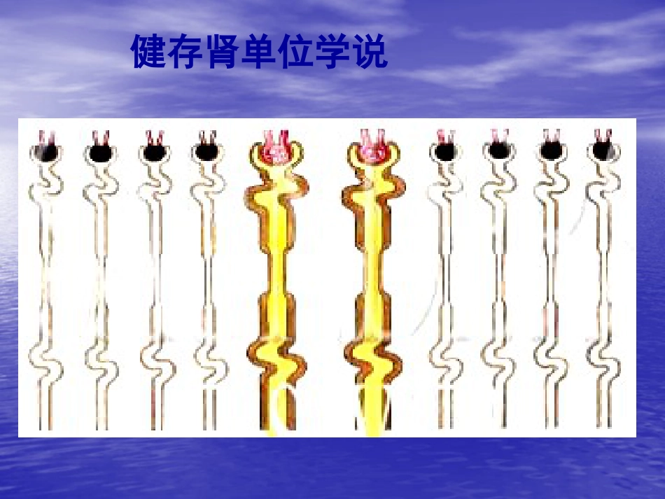 肾内科-慢性肾衰竭_第13页