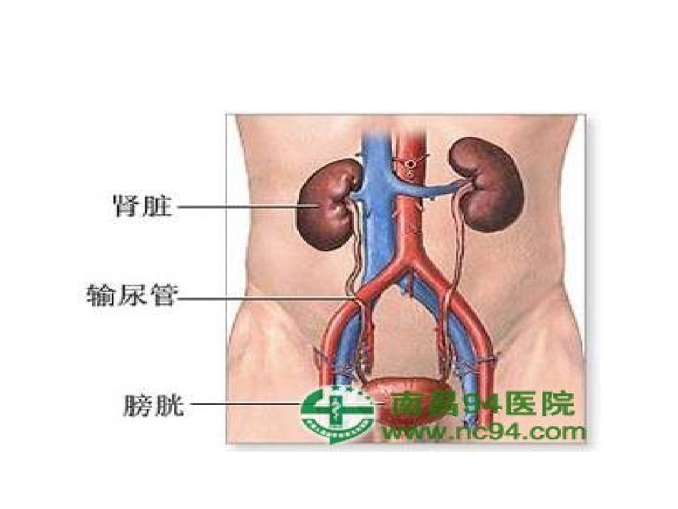肾病综合征PPT_第2页