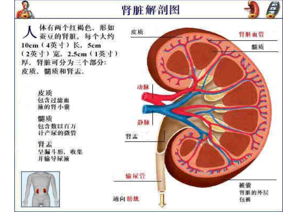肾病综合征PPT_第3页