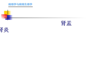 肾内科-肾盂肾炎1