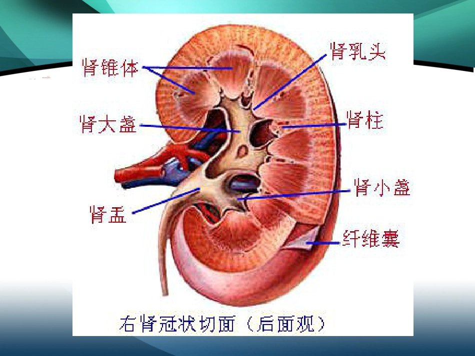 肾内科-肾盂肾炎2_第5页