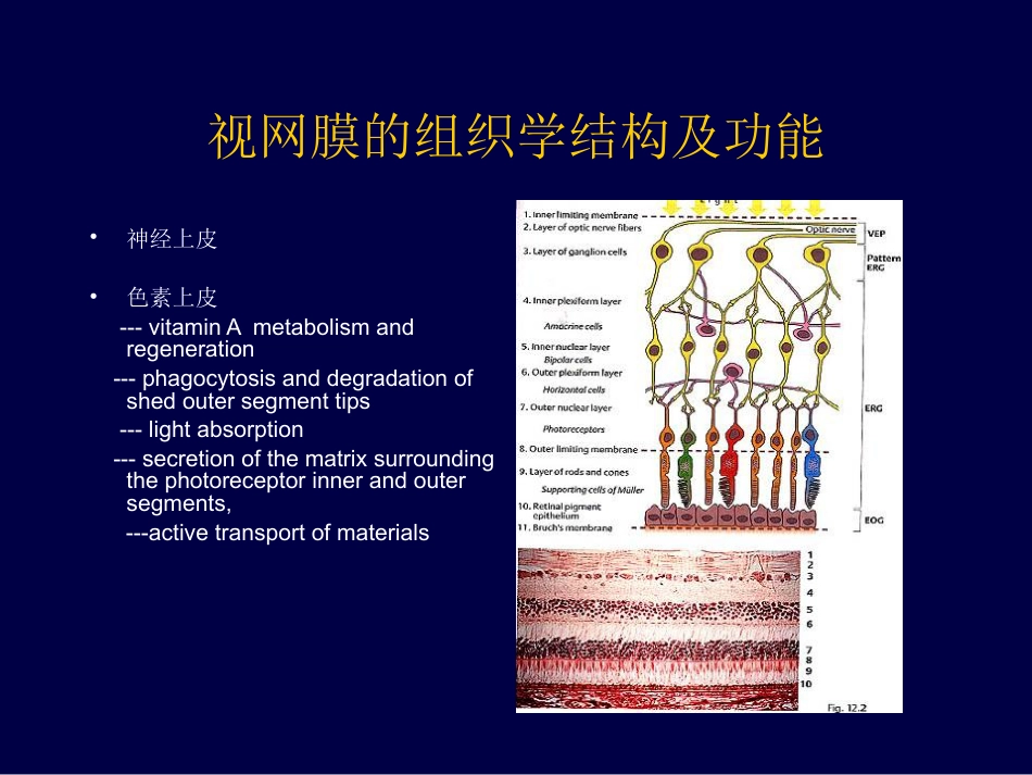 眼底病、眼与全身病备份_第3页