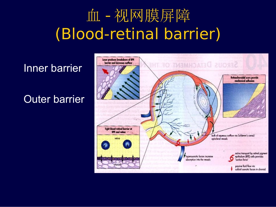 眼底病、眼与全身病备份_第5页