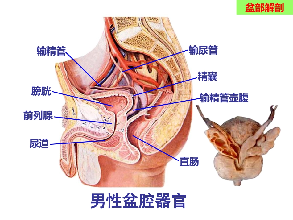 骨盆手术入路应用解剖_第15页