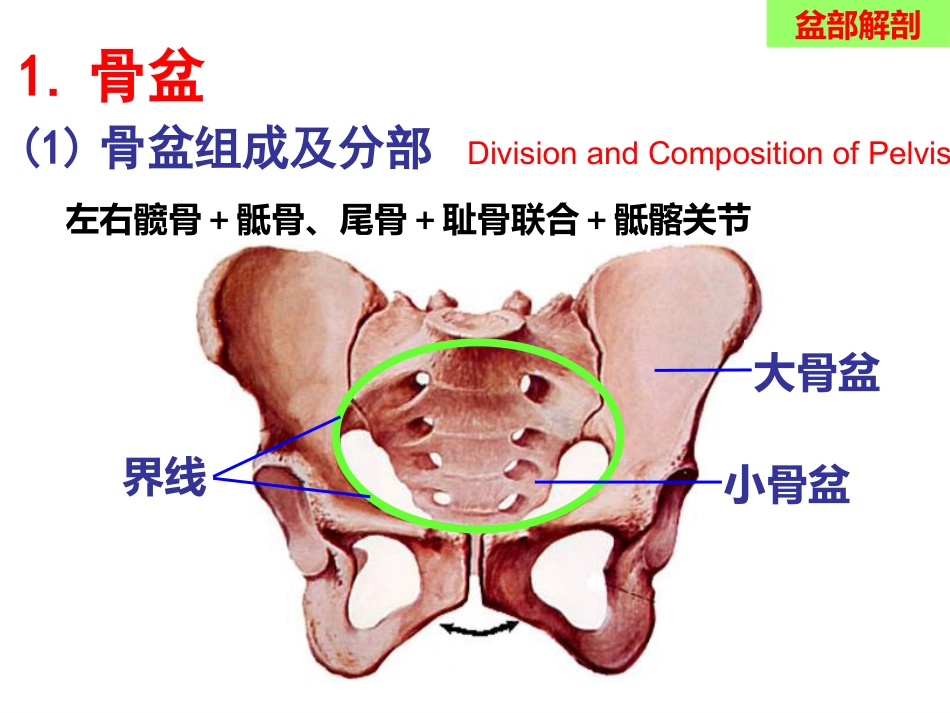 骨盆手术入路应用解剖_第6页