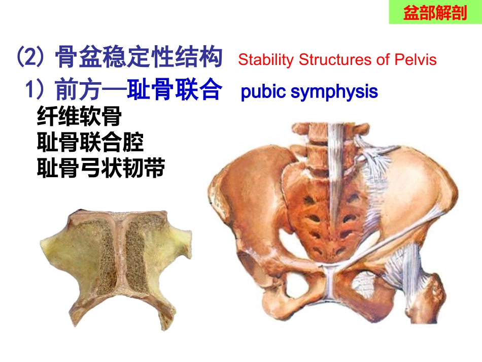 骨盆手术入路应用解剖_第8页