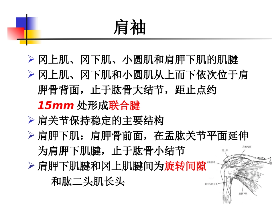 肩关节病变 MRI解剖和诊断_第13页