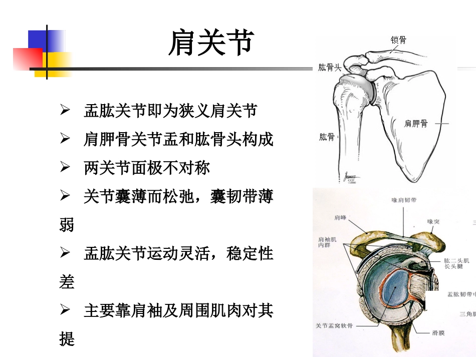 肩关节病变 MRI解剖和诊断_第3页