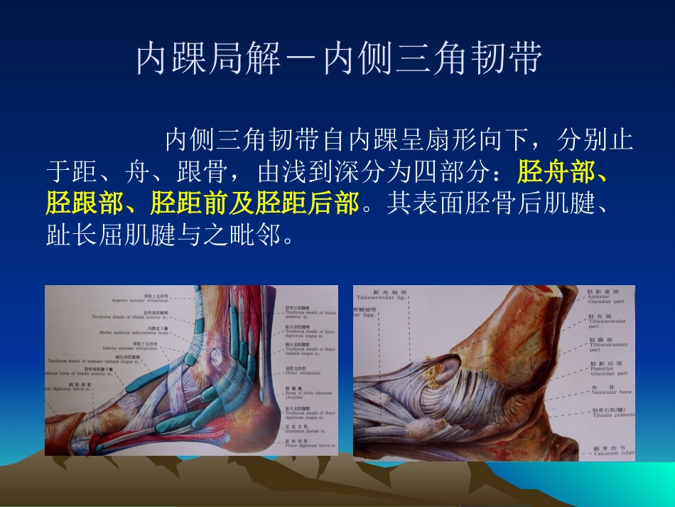 踝关节 外侧韧带急性损伤的MRI表现_第14页