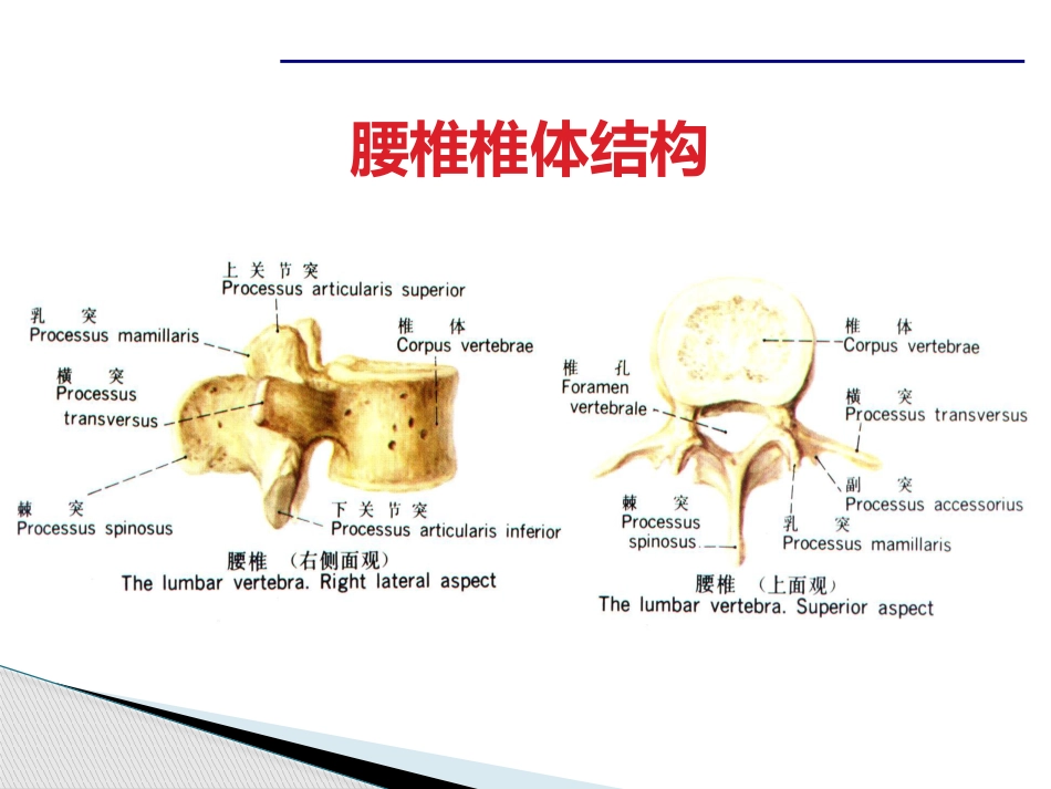 腰腿痛课件(最新)_第8页