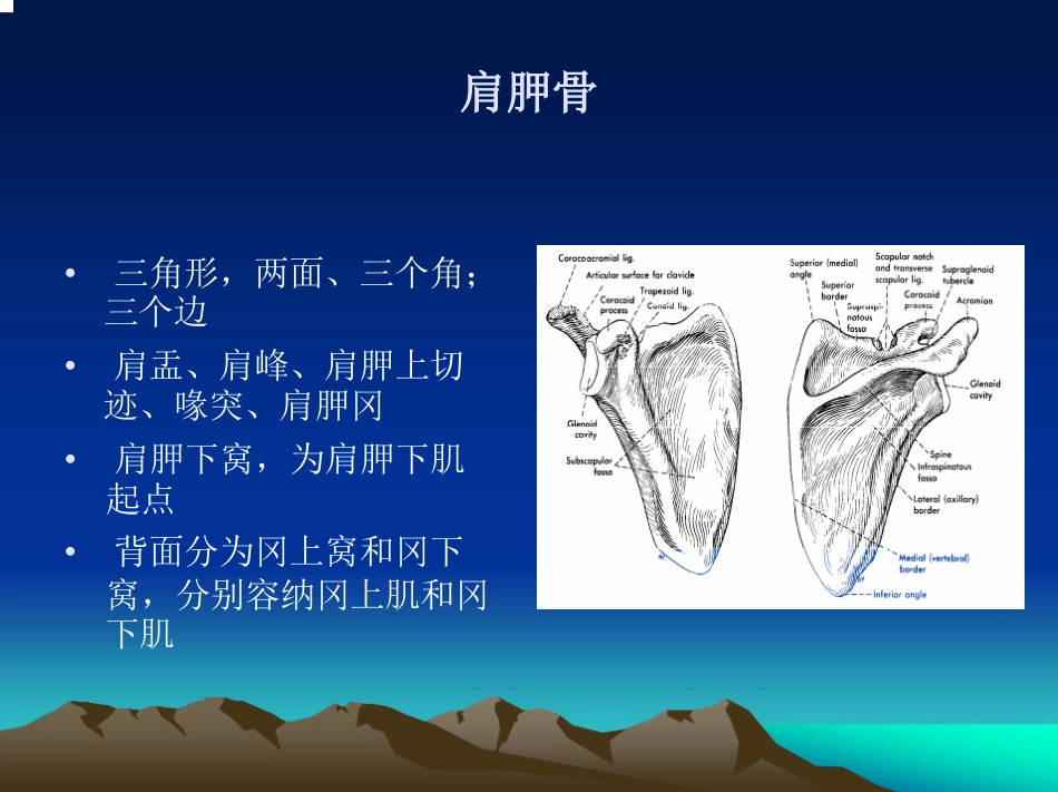 肩关节 的解剖与手术入路_第4页