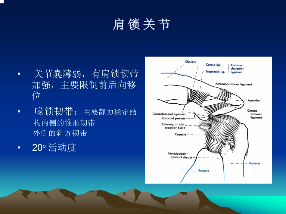 肩关节 的解剖与手术入路_第8页