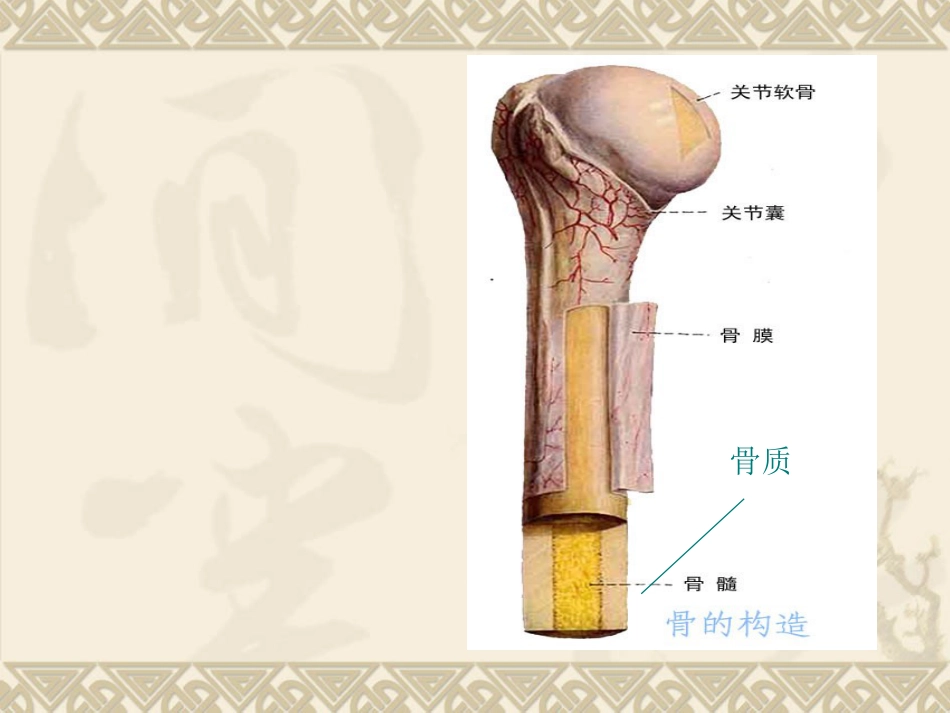 骨质 疏松_第4页