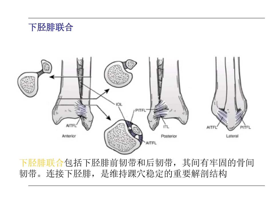 踝关节 骨折_第5页