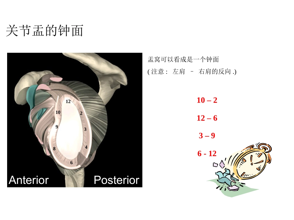 肩关节解剖入路及打结_第5页