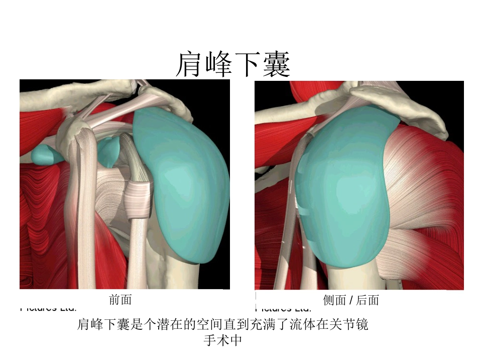 肩关节解剖入路及打结_第6页