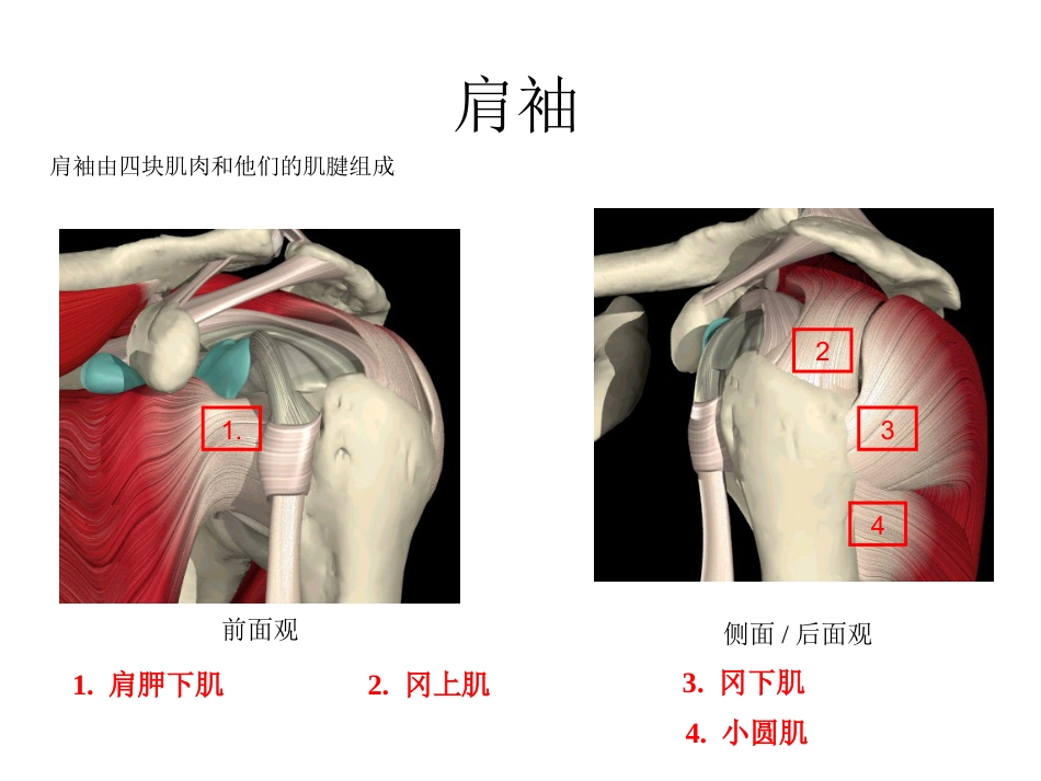 肩关节解剖入路及打结_第7页